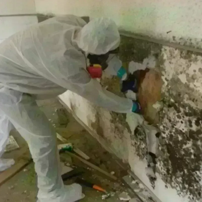 Mold Remediation and Removal in Paulden, AZ